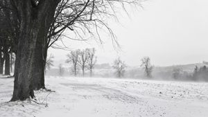 Når sne og glat føre forhindrer, gælder der særlige regler for fravær – men ikke automatisk ret til løn.
