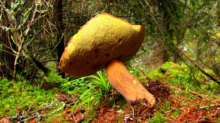 Svampetur