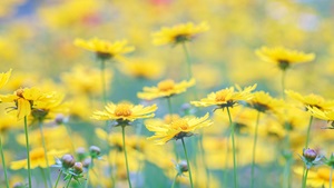 Sommer1