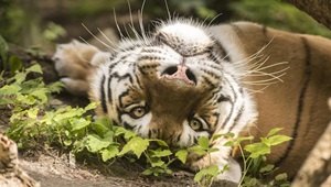 Tiger ligger på ryggen og kigger på beskueren