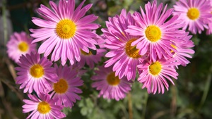 Blomst