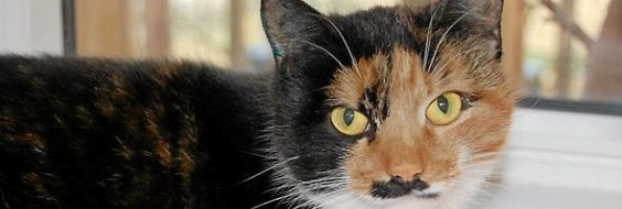 Sosu-hjælper redder kat fra frysedød FOA