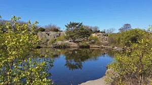 Hammerfyr på Bornholm